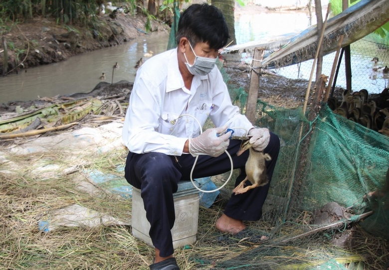 Tiêm phòng cho gia cầm.