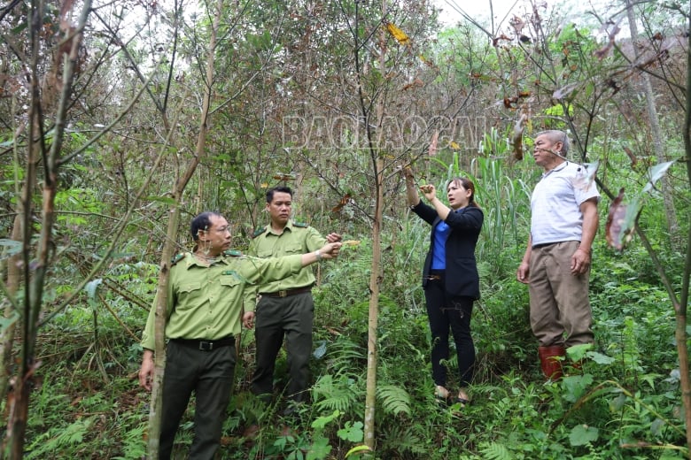 Cán bộ kiểm lâm và khuyến nông xã hướng dẫn người dân phòng trừ sâu bệnh hại quế..JPG