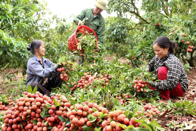 Các mặt hàng nông sản của vùng Trung du và miền núi phía Bắc như nhãn, vải, xoài, chanh leo, chuối, mận, bơ,... rất được ưa chuộng tại thị trường khu vực châu Á - châu Phi.