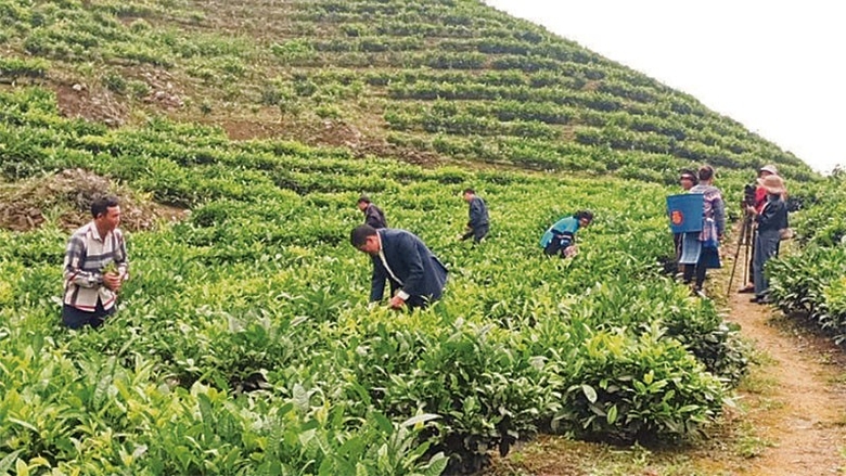 Bà con dân tộc thôn Ma Ngán, xã Lùng Khấu Nhin, huyện Mường Khương (Lào Cai) tích cực chuyển sang trồng chè để thoát nghèo.