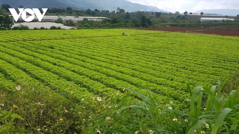 Công tác quản lý sử dụng đất nông nghiệp bước đầu đã có những chuyển biến tích cực (Ảnh: Nguyễn Quang)