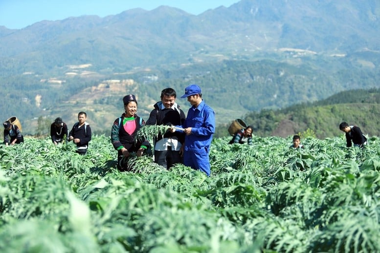 Chỉ được thu hoạch các sản phẩm dược liệu từ các hoạt động nuôi, trồng phát triển cây dược liệu theo phương án được duyệt.