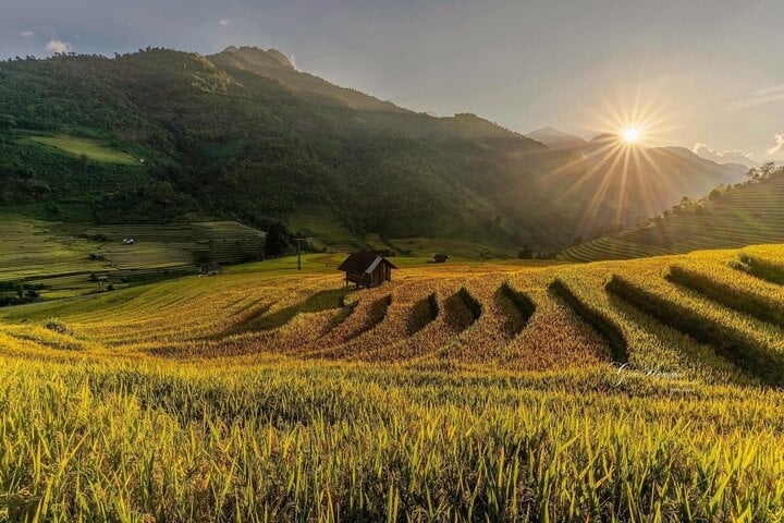 Những thửa ruộng bậc thang chín vàng tại làng Lao Chải - Tả Van - Ảnh: Phúc Lâm