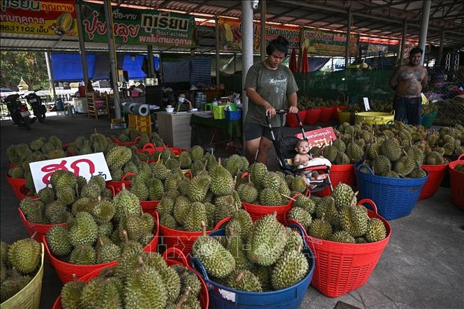 Sầu riêng được bày bán tại tỉnh Chanthaburi, Thái Lan. Ảnh: AFP/TTXVN