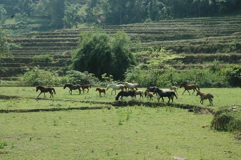 Ngựa bạch là loài vật nuôi có khả năng mang lại hiệu quả cao cho đồng bào DTTS.