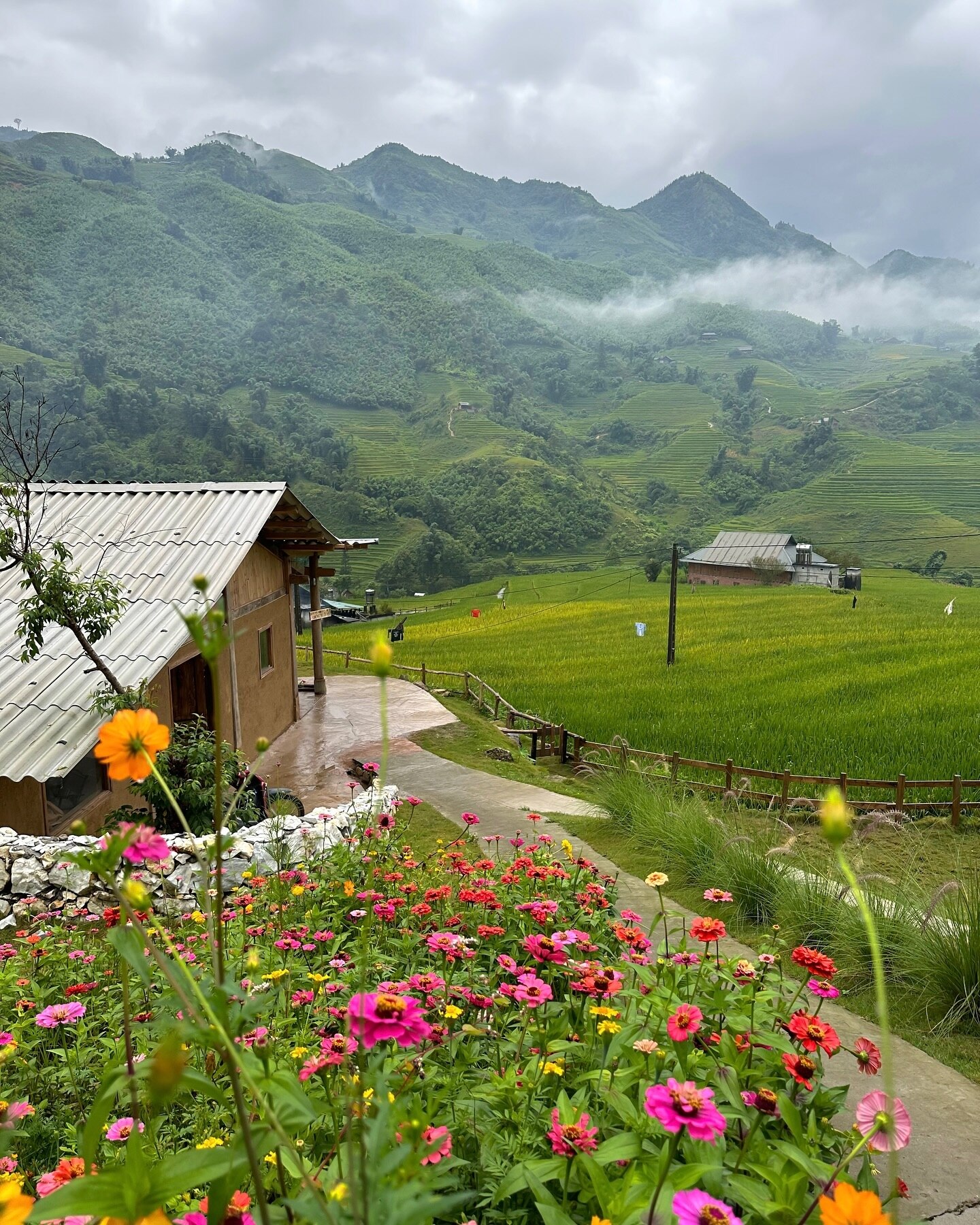 Le village de Ta Van est situé à seulement 12 km de la ville de Sapa avec un itinéraire assez facile. Les visiteurs peuvent conduire eux-mêmes ou louer un taxi ou un moto-taxi pour découvrir la saison du riz mûr ici, de la mi-août à octobre.