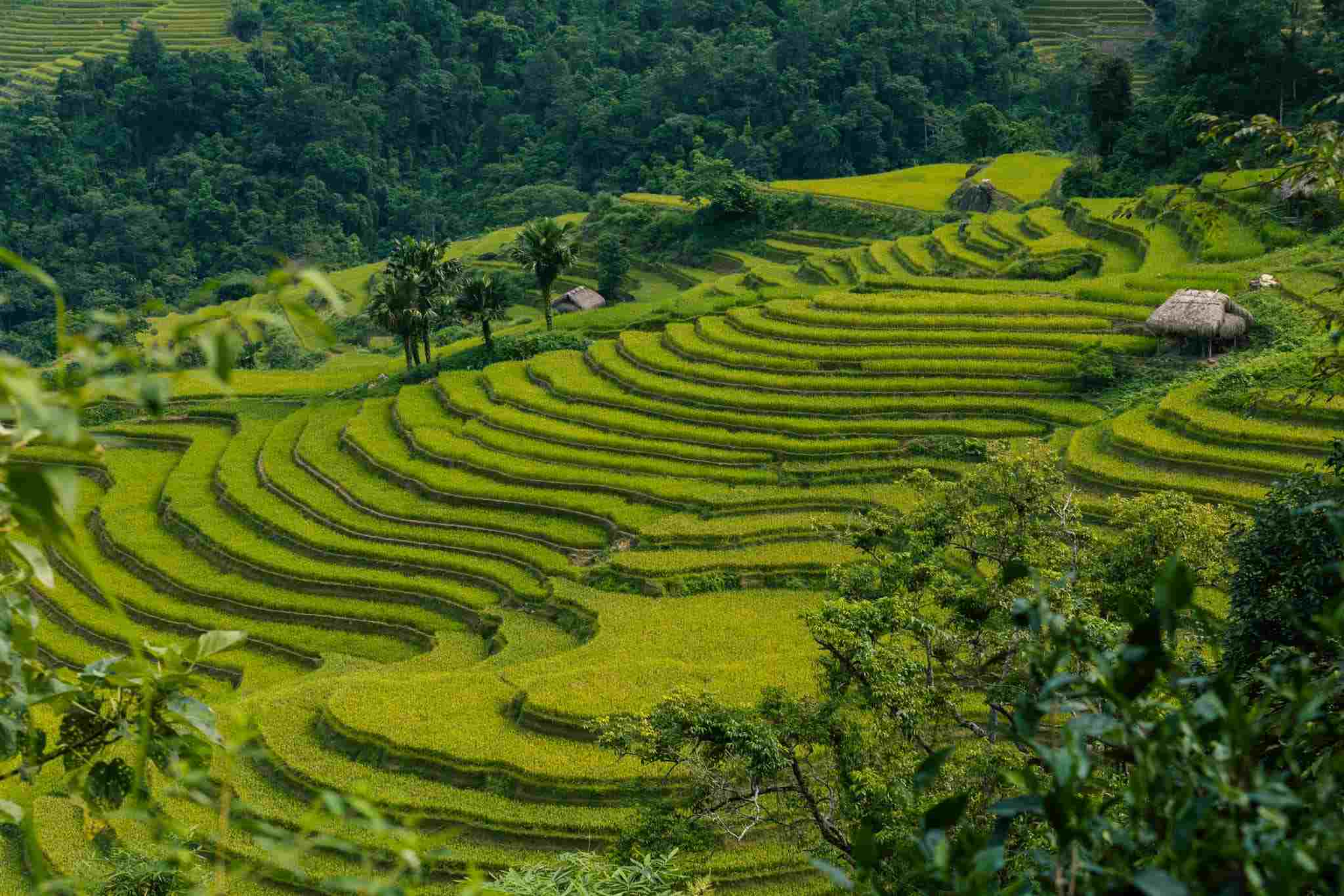 Sau siêu bão Yagi đầu tháng 9, Hà Giang tuy có mưa lớn một vài hôm nhưng các ruộng bậc thang và tuyến điểm du lịch không ảnh hưởng nặng nề như các tỉnh Yên Bái, Lào Cai... Mùa lúa chín từ giữa tháng 9 tới giữa tháng 10 ở các huyện của Hà Giang vẫn có thể đón khách bình thường. Ảnh: Hoàng Diệu Đế