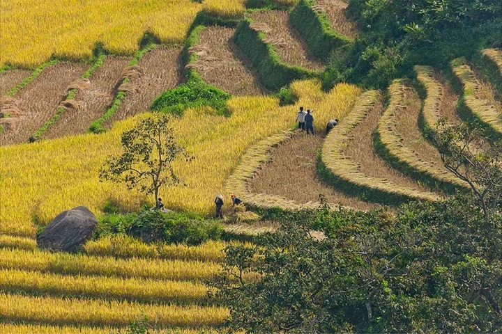 Hẳn những ai mới ghé thăm Sa Pa lần đầu đều phải ngỡ ngàng trước khung cảnh những thửa ruộng bậc thang.