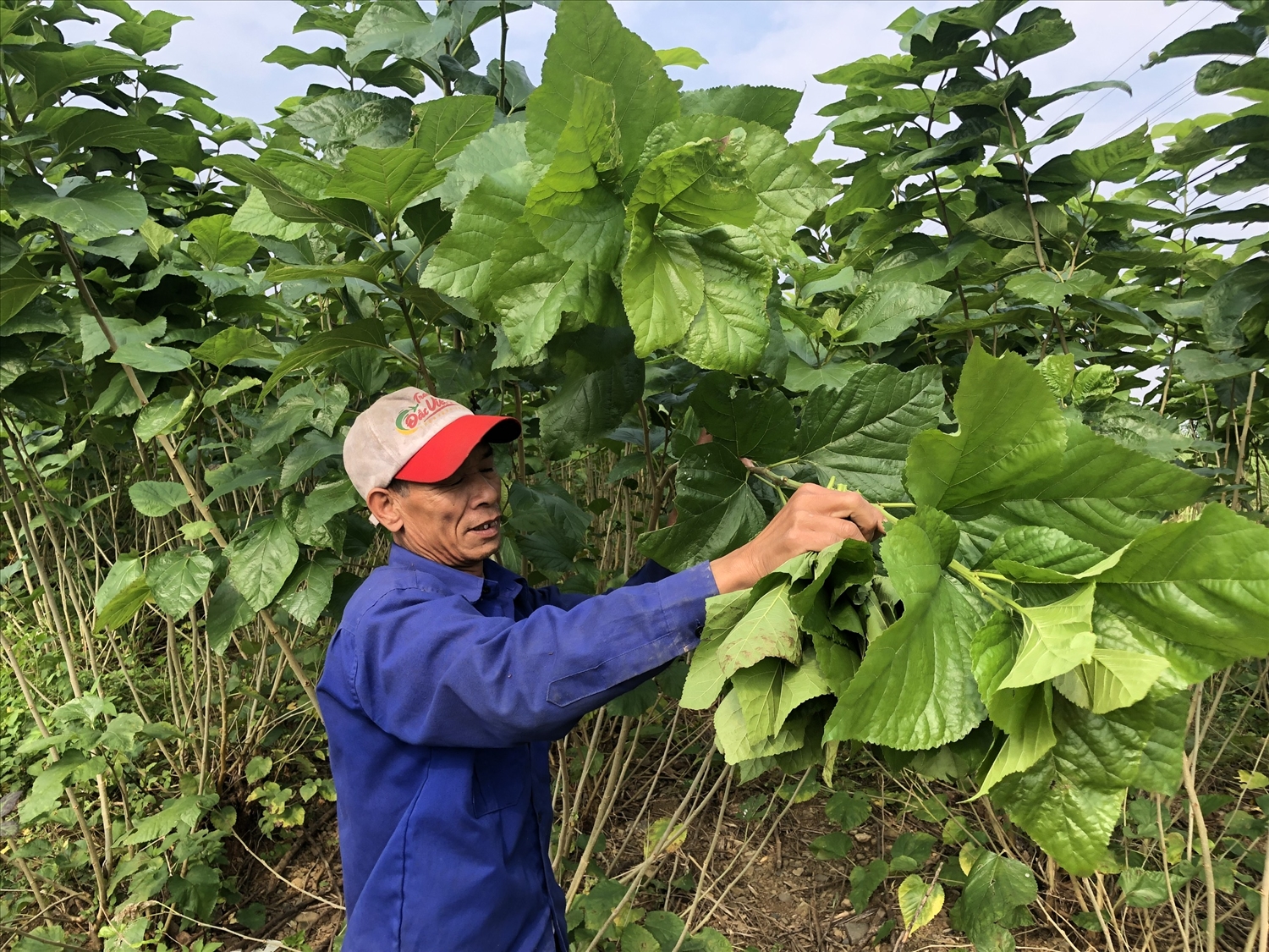 Cây dâu tằm cũng là một trong những cây trồng đang được huyện Bảo Yên khôi phục và mở rộng diện tích trồng