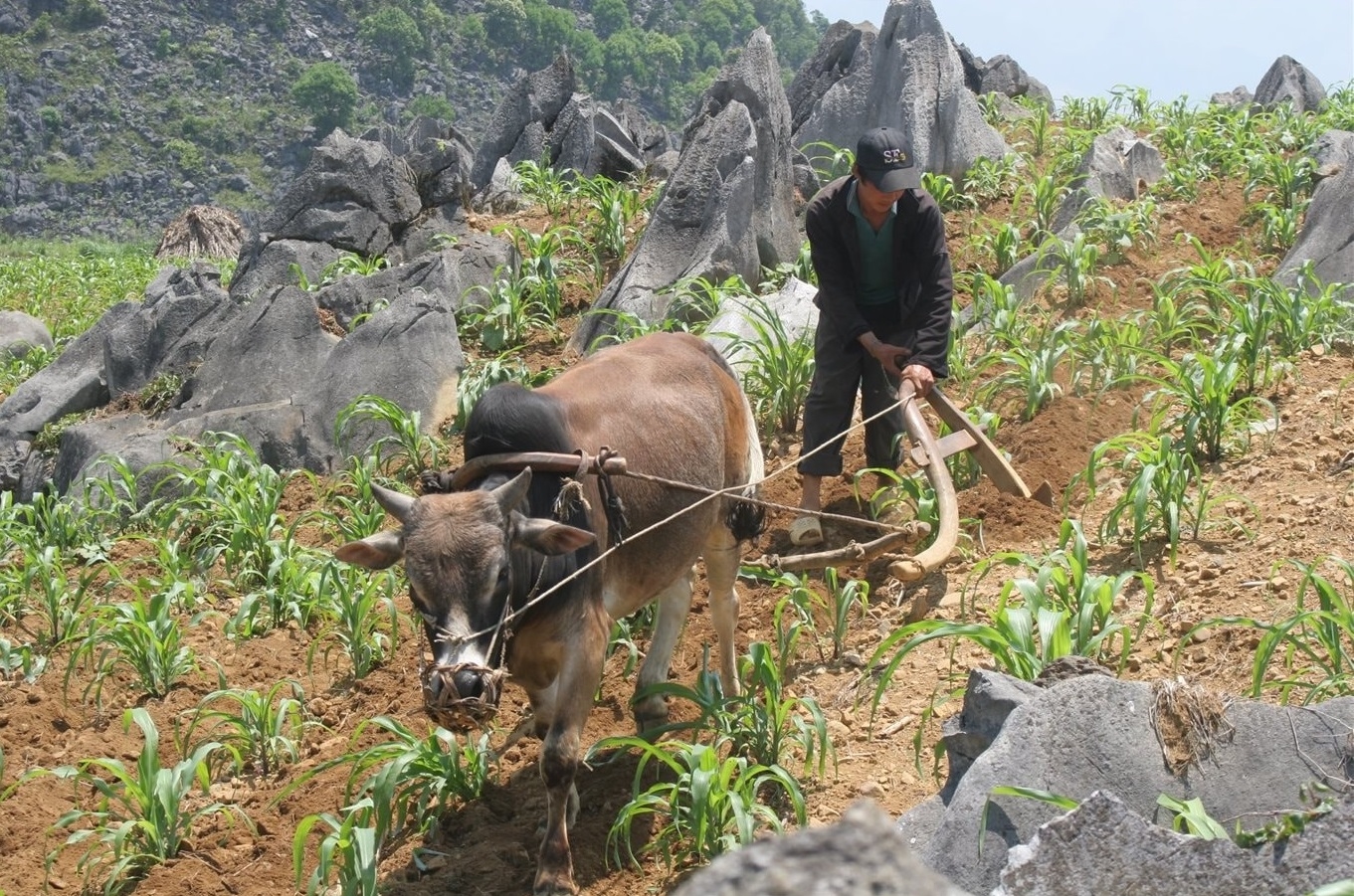 Nhiều địa phương khó thực hiện chính sách hỗ trợ đất sản xuất đồng bào DTTS do thiếu quỹ đất. (Ảnh minh họa)