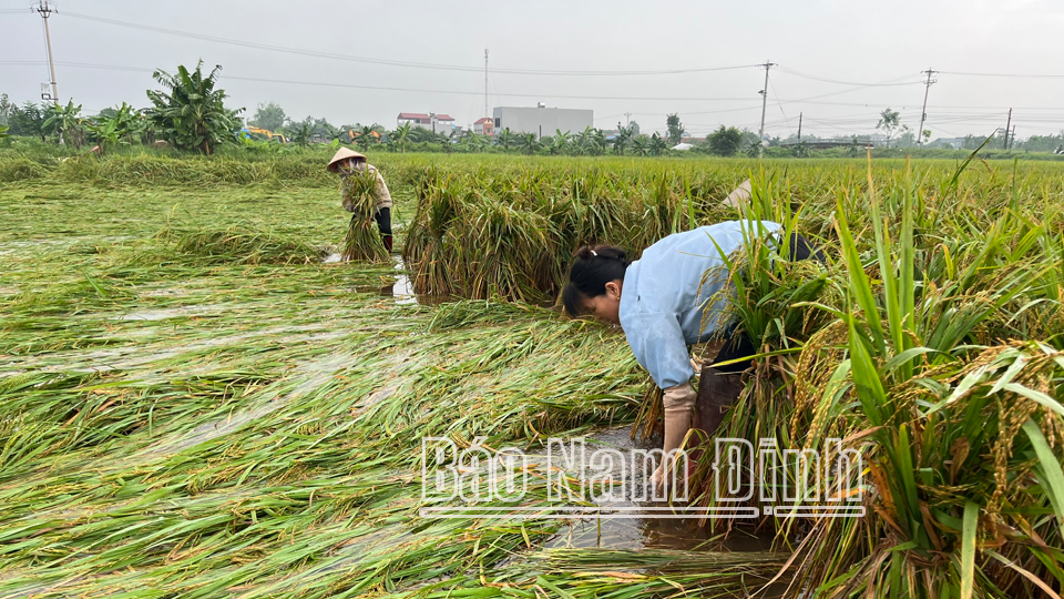 Tranh thủ thời tiết tạnh ráo, gia đình chị Vũ Thị Lan, thôn Bến Trại, xã Liên Bảo (Vụ Bản) ra đồng buộc dựng để bảo đảm năng suất, chất lượng lúa mùa. 