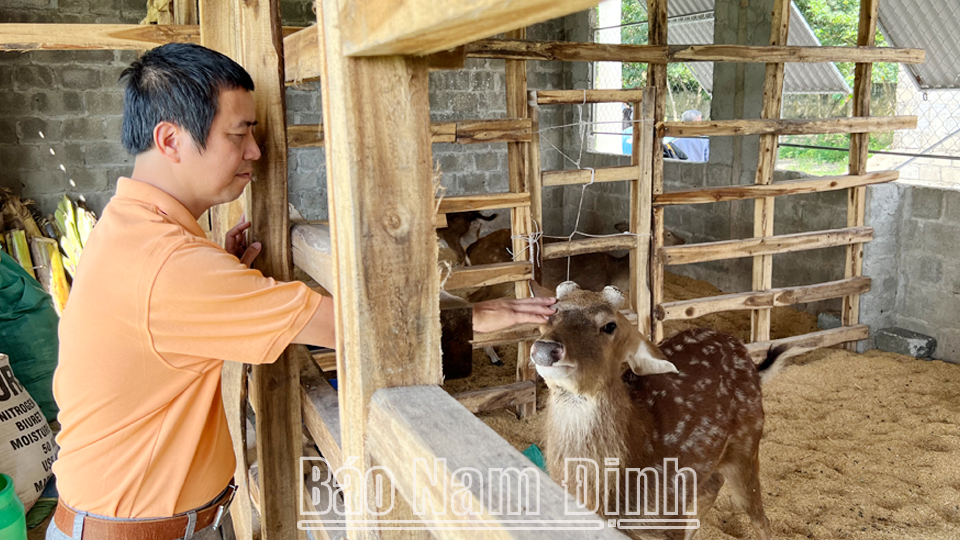 Mô hình ứng dụng công nghệ sinh học nuôi hươu để cho nhung trái vụ tại Trung tâm Ứng dụng, dịch vụ Khoa học và Công nghệ (Sở KH và CN).