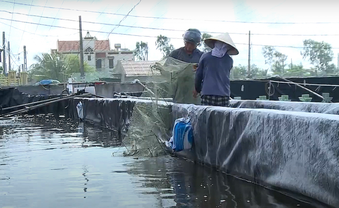 Nuôi tôm công nghệ cao giúp cho nghề nuôi tôm của tỉnh Nam Định phát triển bền vững.

