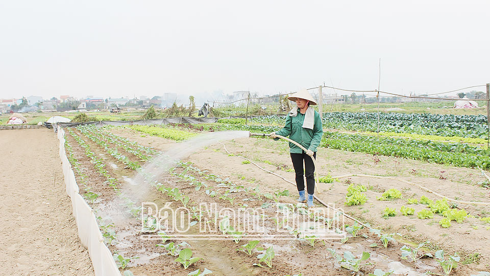 Nông dân xã Nam Hoa (Nam Trực) chăm sóc cây rau màu vụ đông. 