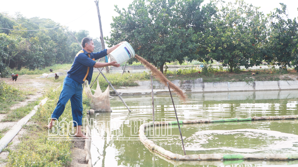 Giáp tết, người dân Mỹ Hà tập trung tăng lượng thức ăn, vỗ béo cho đàn cá Koi, đáp ứng thị hiếu khách hàng trong và ngoài tỉnh.