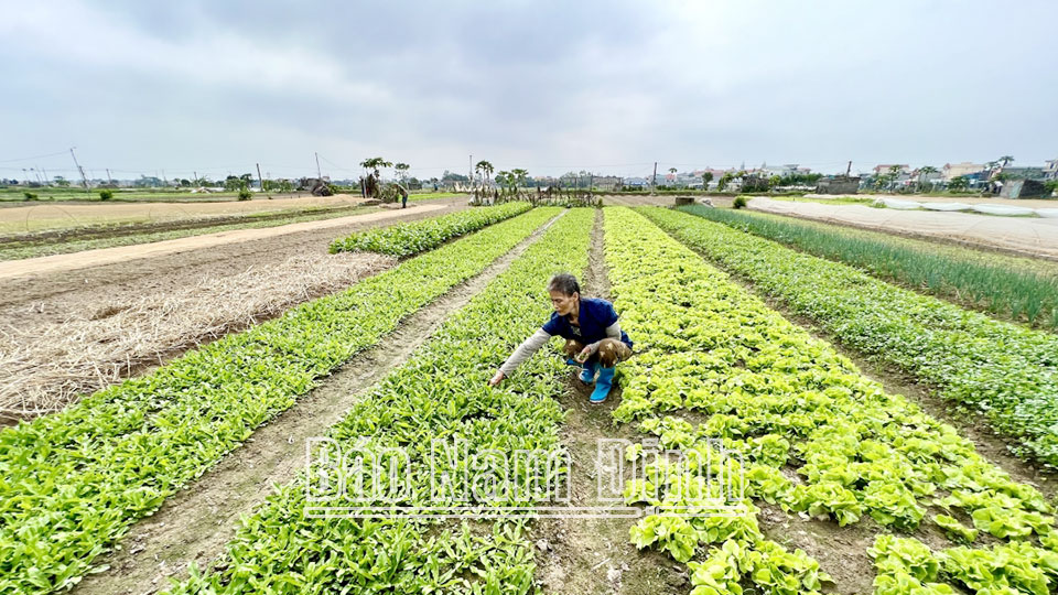 Nông dân thôn Cốc Dương chăm sóc cây mùi tàu vụ đông.