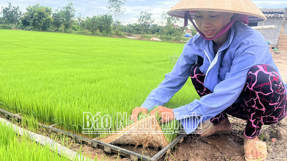 Chị Nguyễn Thị Khoa, thôn Trình Xuyên, xã Liên Bảo (Vụ Bản) chăm sóc mạ để chuẩn bị cấy máy dịch vụ cho hơn 55ha lúa mùa 2024.