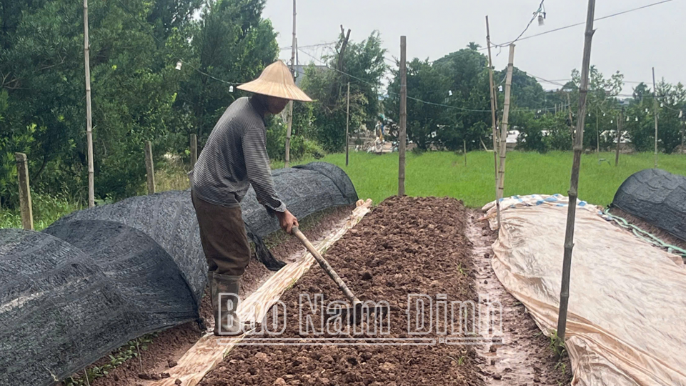 (Báo in) Tranh thủ thời tiết hửng nắng, ông Phạm Văn Sơn, phường Nam Phong (thành phố Nam Định) xới đất xuống giống cúc để có hoa kịp phục vụ thị trường Tết Ất Sửu. 
