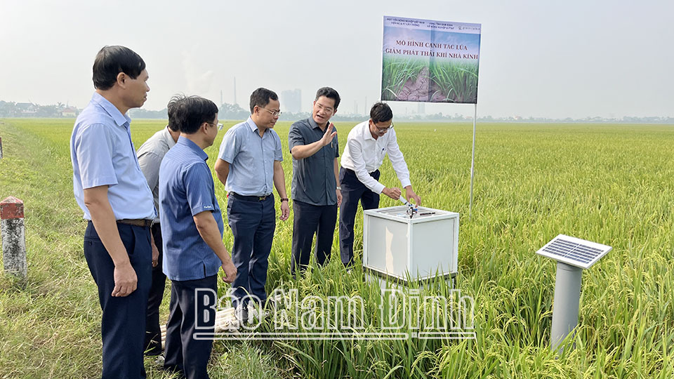 Mô hình canh tác lúa giảm phát thải khí nhà kính, phát triển bền vững tại xã Yên Khang (Ý Yên).