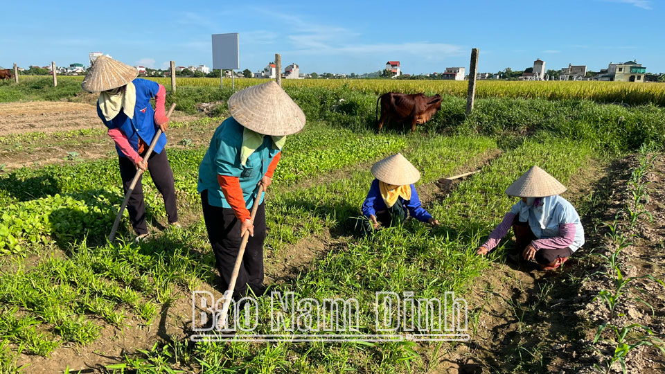 Sản xuất rau sạch theo hướng hữu cơ ở Hợp tác xã Nam Cường, xã Yên Cường.