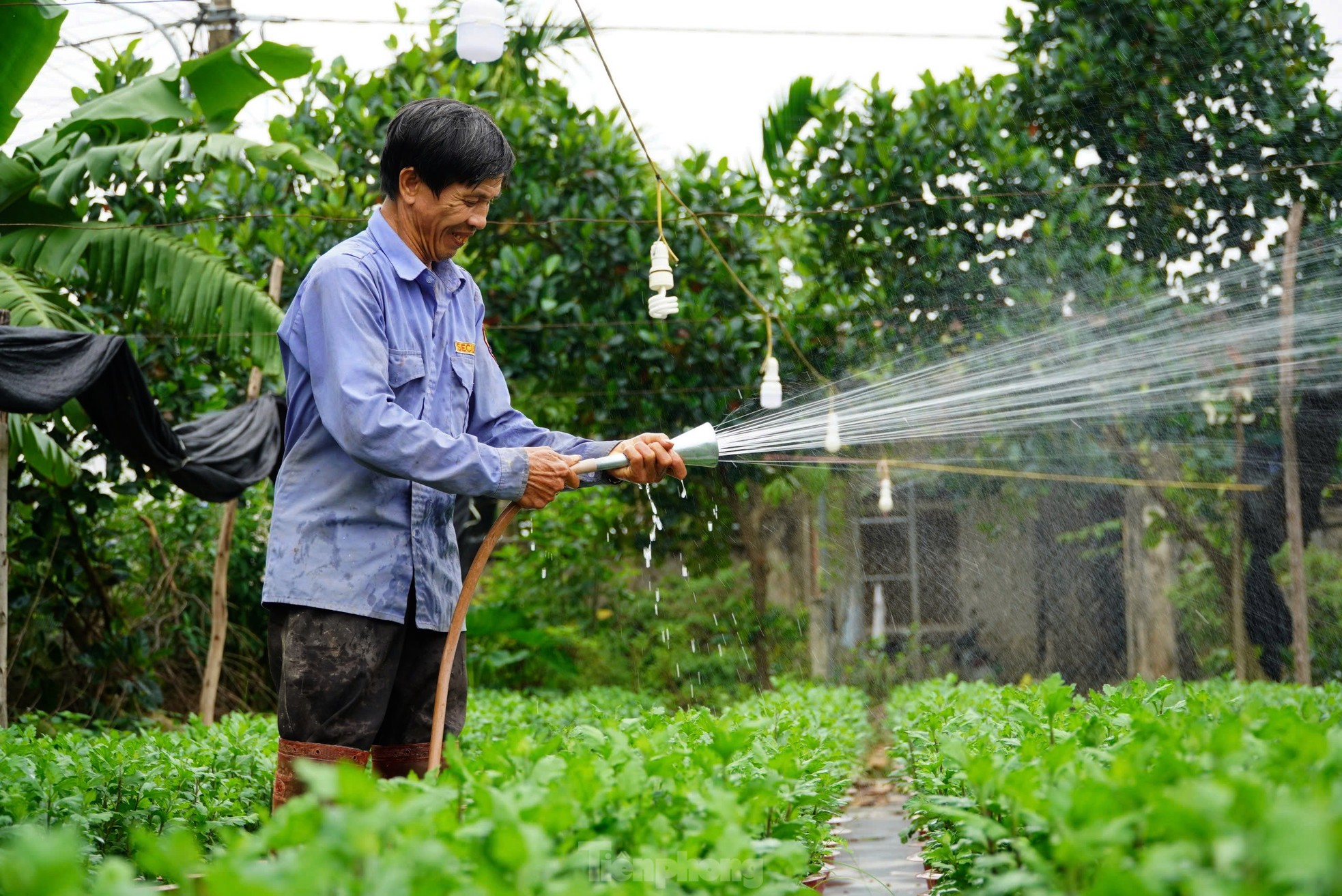 Làng hoa nổi tiếng Hà Tĩnh dùng đèn chiếu cho hoa, tất bật vào vụ Tết ảnh 9