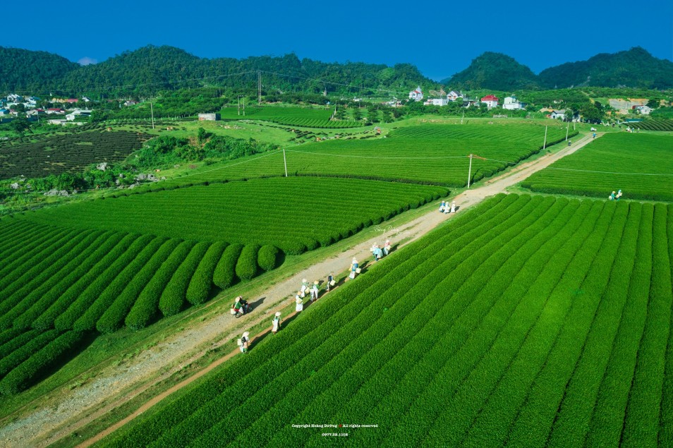 Chiêm ngưỡng khung cảnh thu hoạch chè, săn hoàng hôn đẹp 'tê lòng' ảnh 4