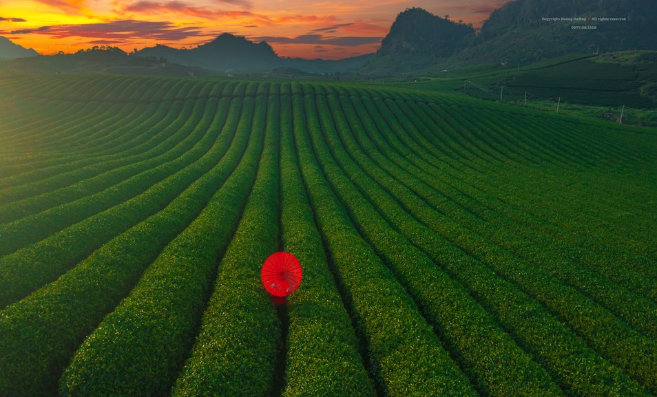 ชื่นชมบรรยากาศการเก็บเกี่ยวชา ล่าหาพระอาทิตย์ตกที่สวยงาม ภาพที่ 9