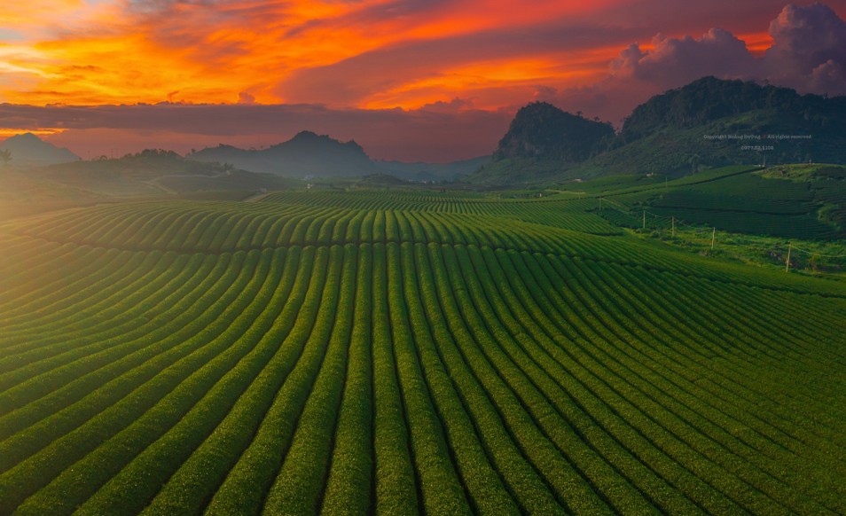 ชื่นชมบรรยากาศการเก็บเกี่ยวชา ล่าหาพระอาทิตย์ตกที่สวยงาม ภาพที่ 10