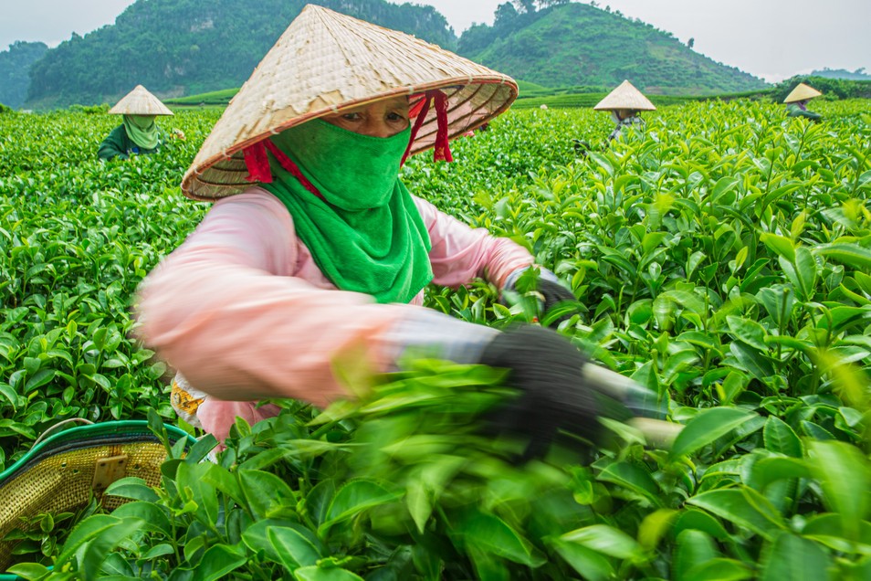 Chiêm ngưỡng khung cảnh thu hoạch chè, săn hoàng hôn đẹp 'tê lòng' ảnh 6