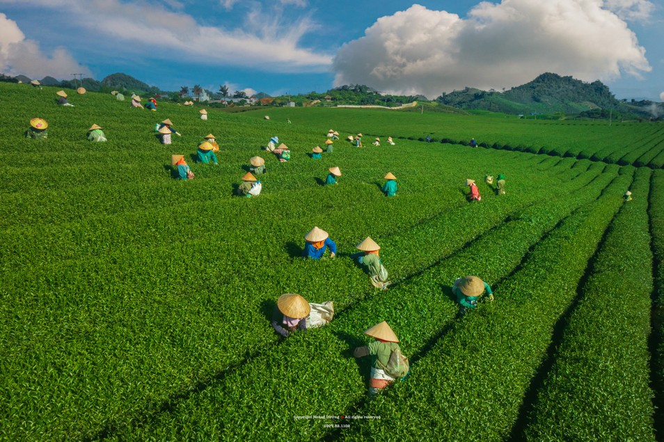 Chiêm ngưỡng khung cảnh thu hoạch chè, săn hoàng hôn đẹp 'tê lòng' ảnh 3