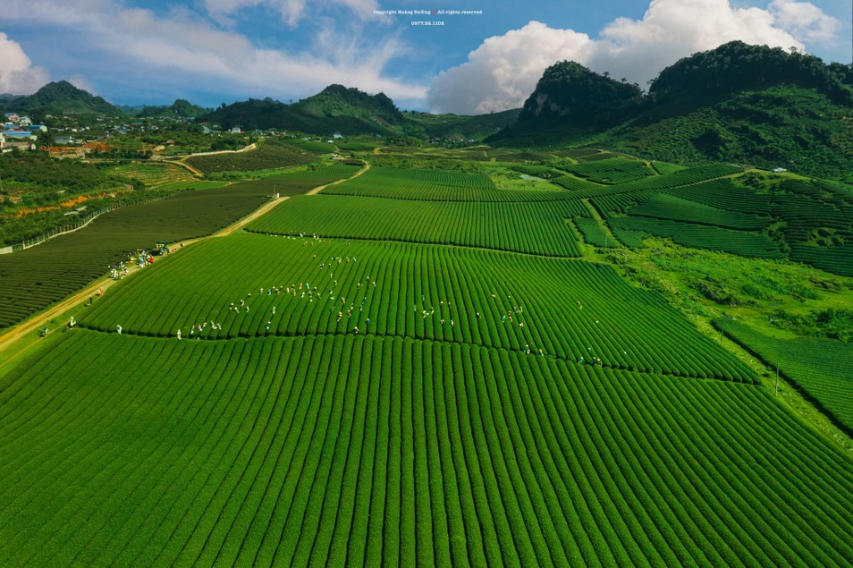 Chiêm ngưỡng khung cảnh thu hoạch chè, săn hoàng hôn đẹp 'tê lòng' ảnh 2