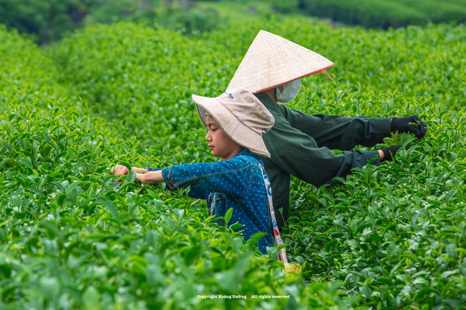 Chiêm ngưỡng khung cảnh thu hoạch chè, săn hoàng hôn đẹp 'tê lòng' ảnh 11