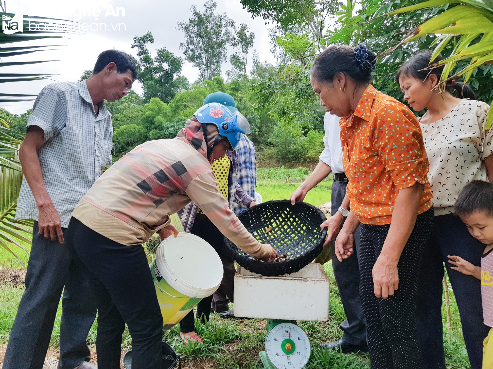 bna_thương lái thu mua ốc bươu đen tại Thanh Chương.jpg