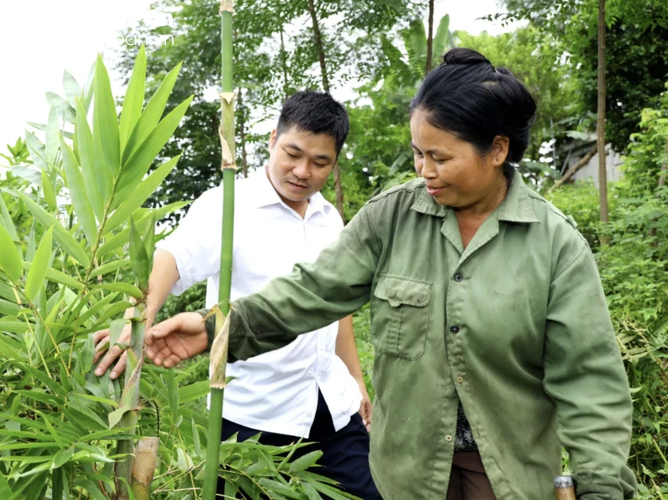 bna_Người dân Châu Thắng chăm sóc cây lùng cho thu nhập bền vững ảnh Nguyên Nguyên.png