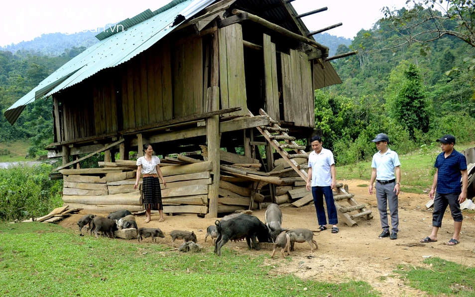 bna_Chị Ngân Thị Tấm chăm sóc đàn lợn đen bản địa tại khu vực thung lung Huồi Kháng. Ảnh Xuân Hoàng.jpg