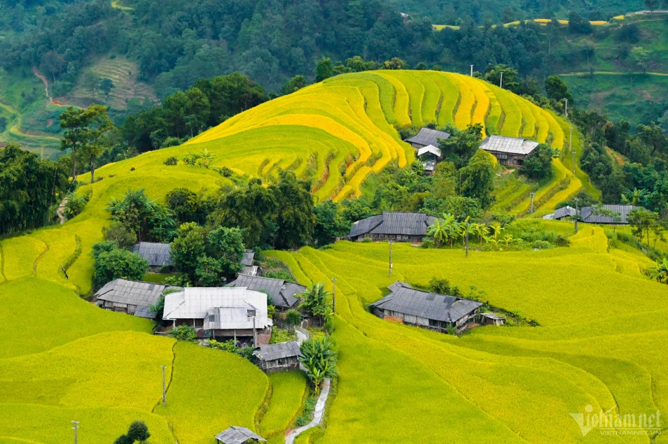 Mùa lúa chín vàng tuyệt đẹp ở nơi không có sự chen chúc ngạt thở ảnh 3