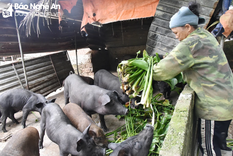 bna_Hợp tác xã tạo việc làm ổn định cho hơn 10 lao động địa phương ở Thị xẫ Thái Hoà.JPG