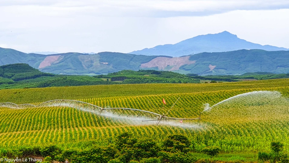 cánh tay tưới - cánh đồng ngô.jpg