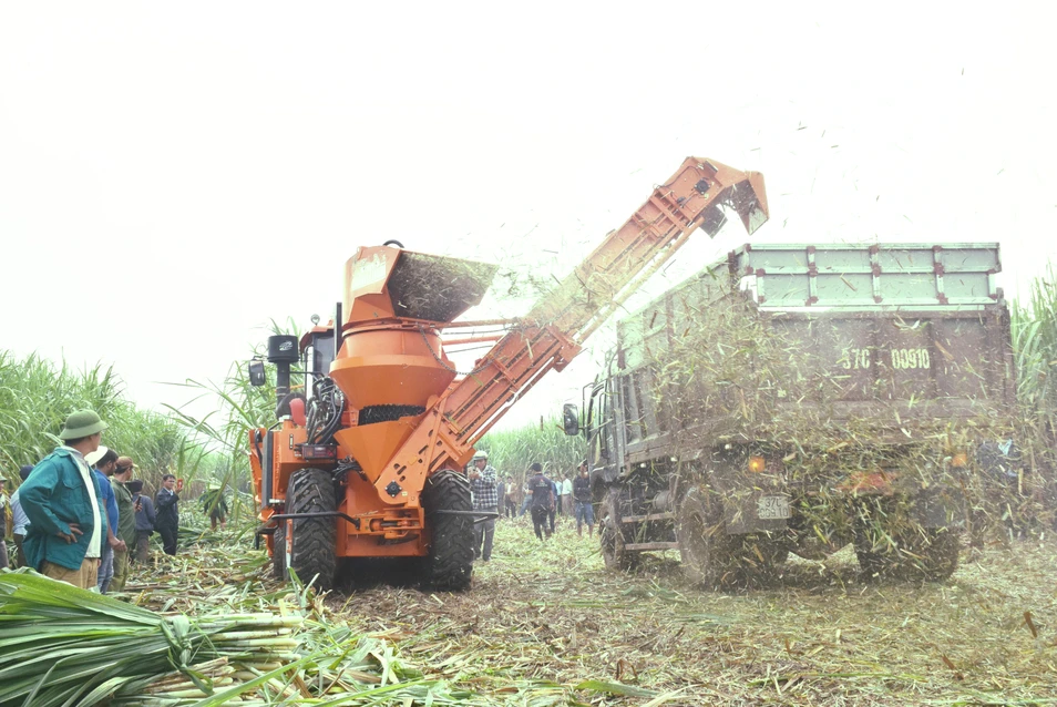 bna_những ruộng mía trồng muộn, bà con tích cực chăm sóc để đạt năng suất cao. Ảnh Xuân Hoàng.jpg