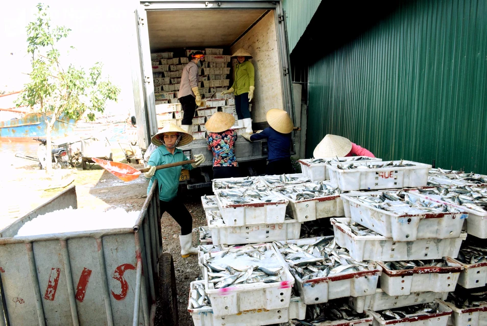 bna_Các loại hải sản có giá trị cũng được thương lái thu mua gom để trữ Tết nên giá được nhích lên.jpg