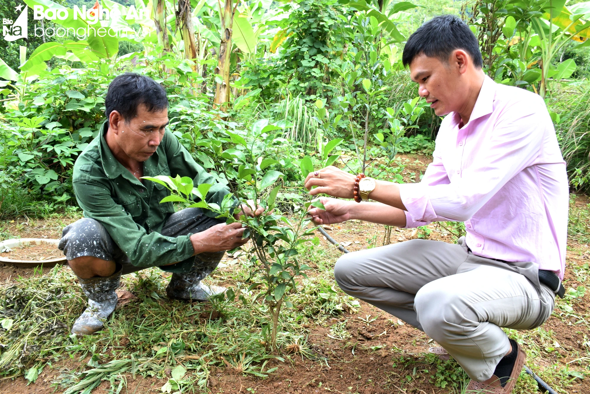 bna_Phát triển sản xuất là một trong giải pháp nâng cao thu nhập cho người dân vùng kiền núi. Ảnh Xuân Hoàng.jpg