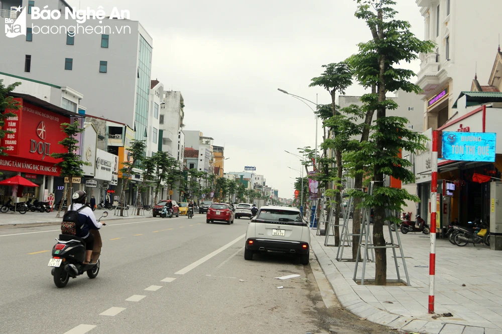 bna_ Màu xanh của cây giáng hương và nét hiện đại đã dẫn hình thành trên tại đường Nguyễn Văn Cừ.jpg