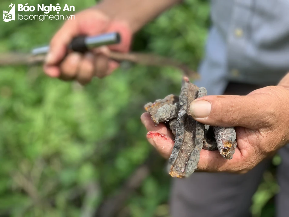 bna_  cánh kiến đỏ lấy nhựa là nghề truyền thống tại nhiều xã vùng cao của huyện Kỳ Sơn. Ảnh- Phú Hương.jpg