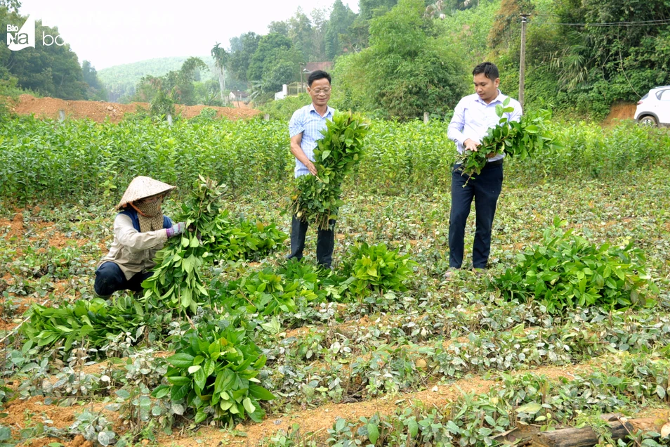 bna_Chè gau Cao Sơn thu hoạch đến đâu được thương lái thu mua hết đến đó.jpg