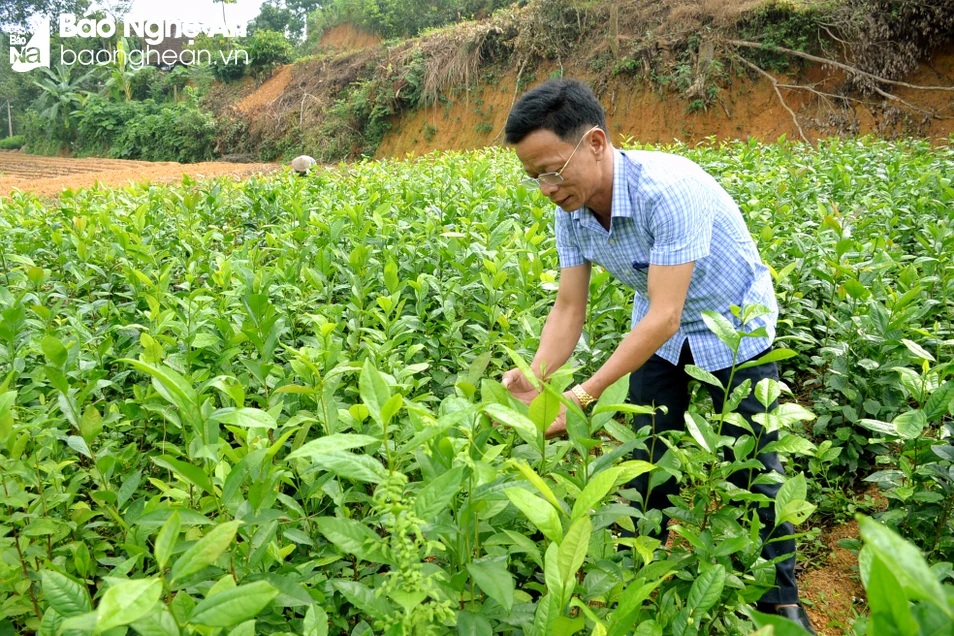 bna_Chà gay Cao Sơn có đặc điểm khác với các loại chè khác.jpg