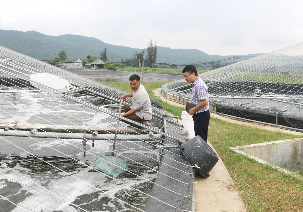 bna_Ông Nguyễn Cường kiểm tra tôm trong bể công nghệ cao theo quy trình 5 bước.jpg