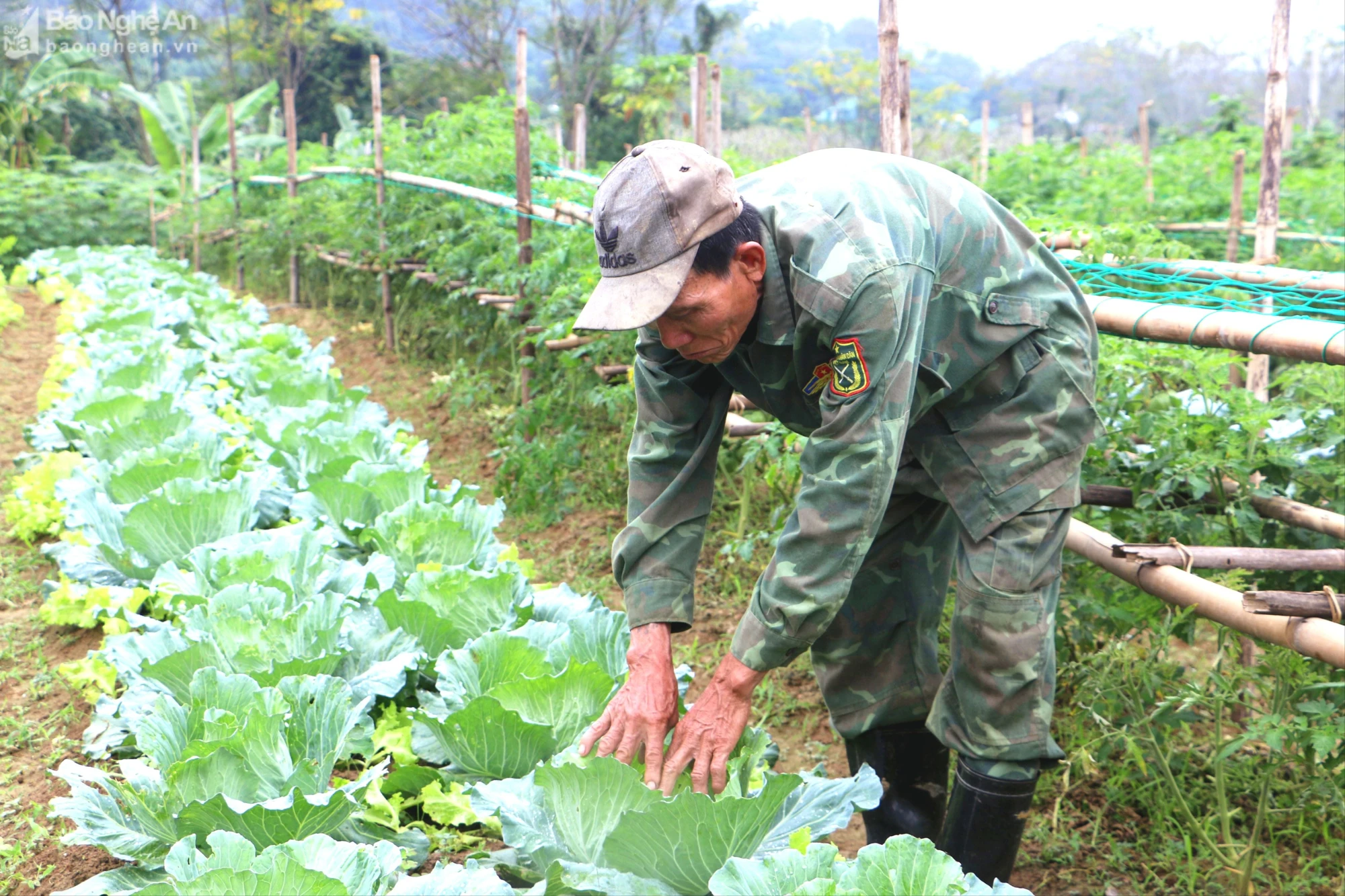 1Bà con đang chăm sóc luống cây bắp cải.jpg