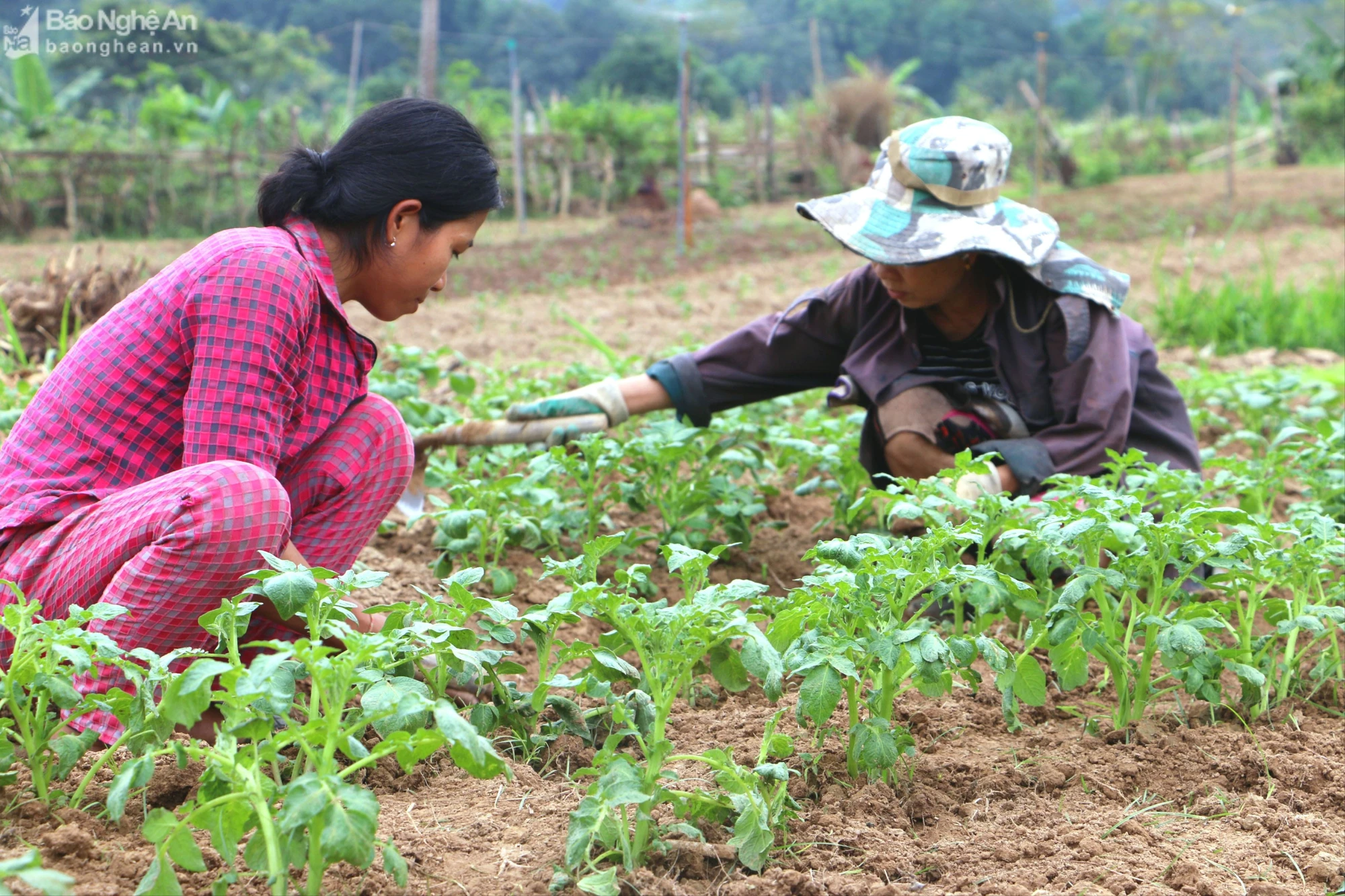 Tuy chưa thu hoạch nhưng số khoai tây này được công ty chế biến thực phẩm đặt hàng.jpg