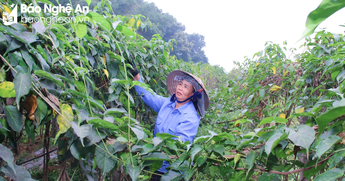 Nghệ An ban hành chính sách khuyến khích hỗ trợ đầu tư dự án dược liệu quý trên địa bàn tỉnh