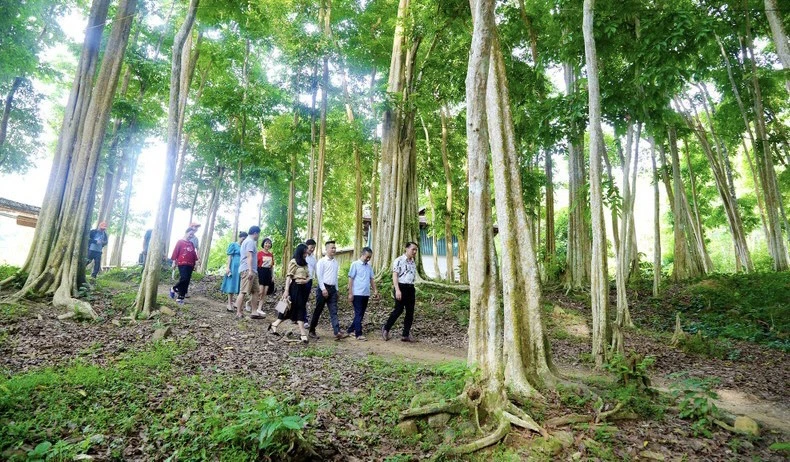 xã Yên Hòa, tương dương có cánh rừng săng lẻ tuyệt đẹp, là điểm du lịch sinh thái hấp dẫn. Anh dinh tuyen1.jpg